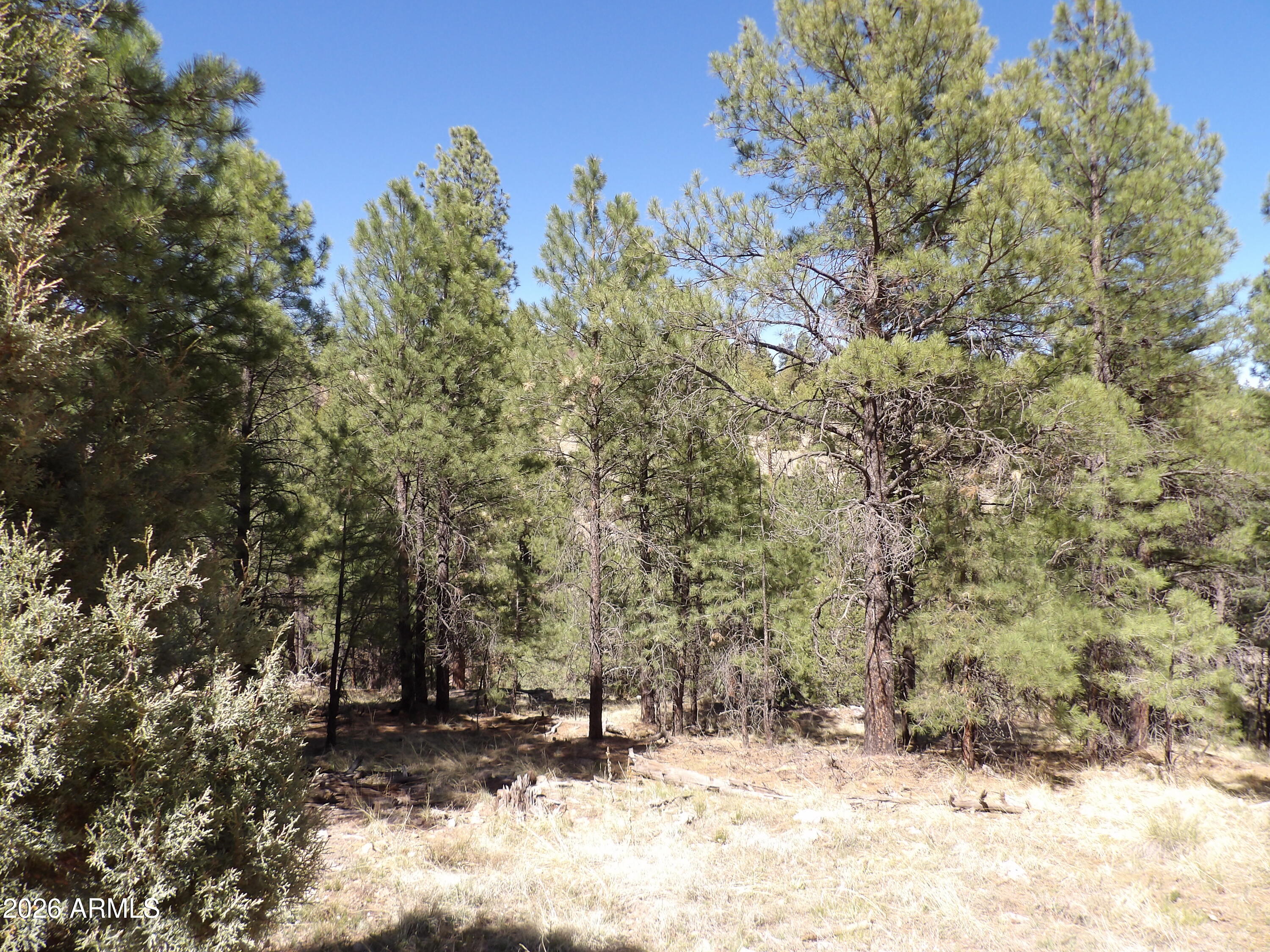 1601 MOQUI Drive 77