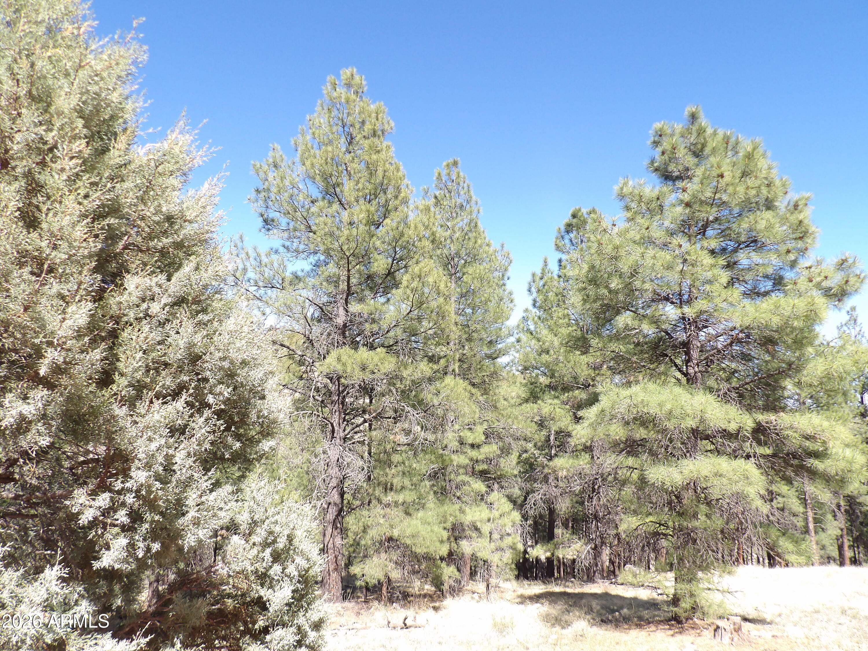 1601 MOQUI Drive 77