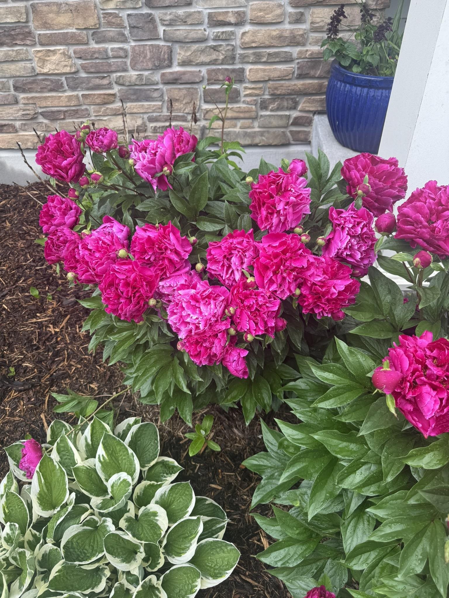 601 White Tail Drive