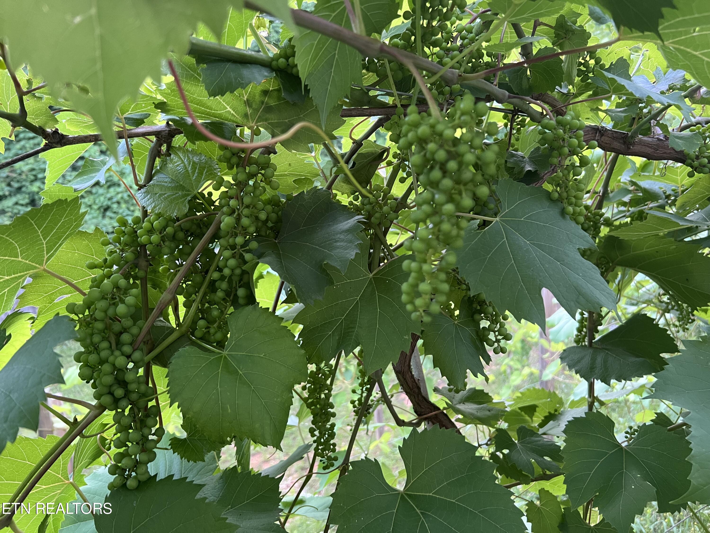 2000 Country Brook Lane