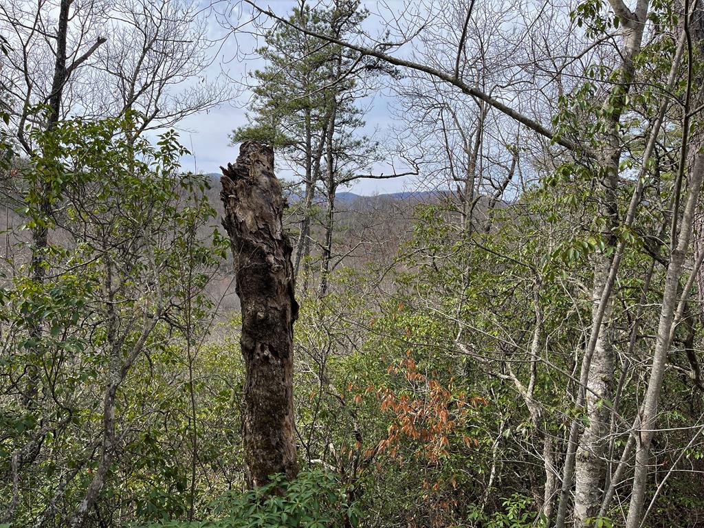 300 Sequoyah View Trail