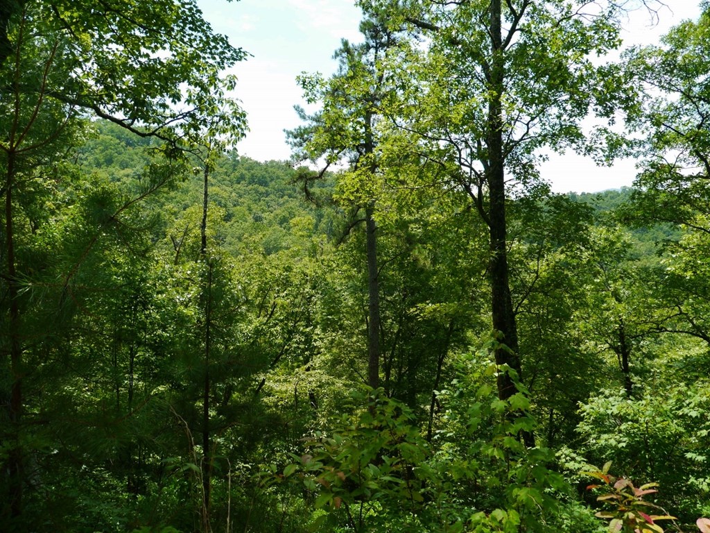 300 Sequoyah View Trail