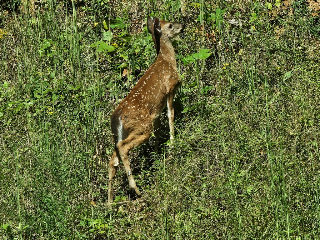 00 Trimont Mountain Road