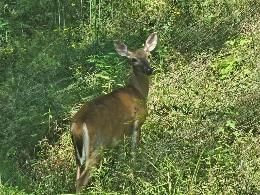 00 Trimont Mountain Road