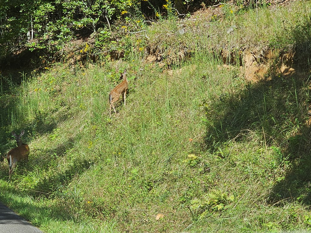 00 Trimont Mountain Road