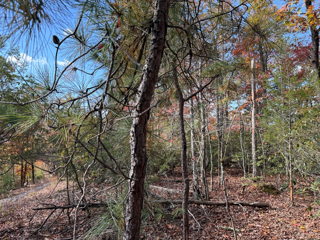 Lot 4 Piney Grove Rd