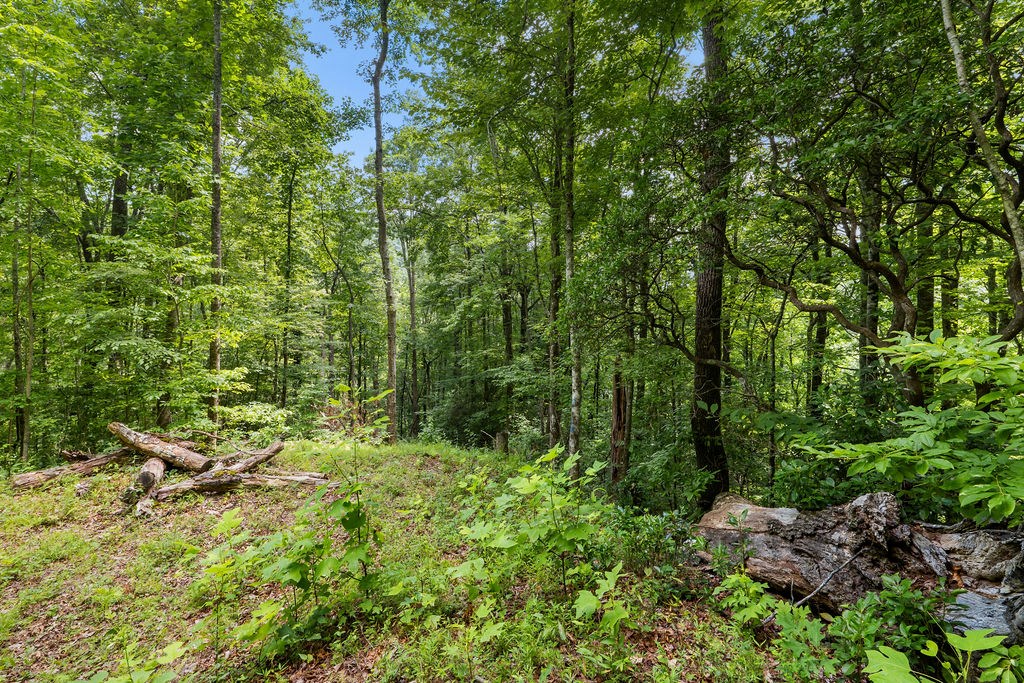 00 Brandy Lane