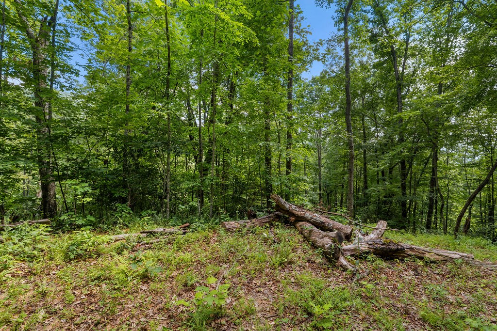 00 Brandy Lane