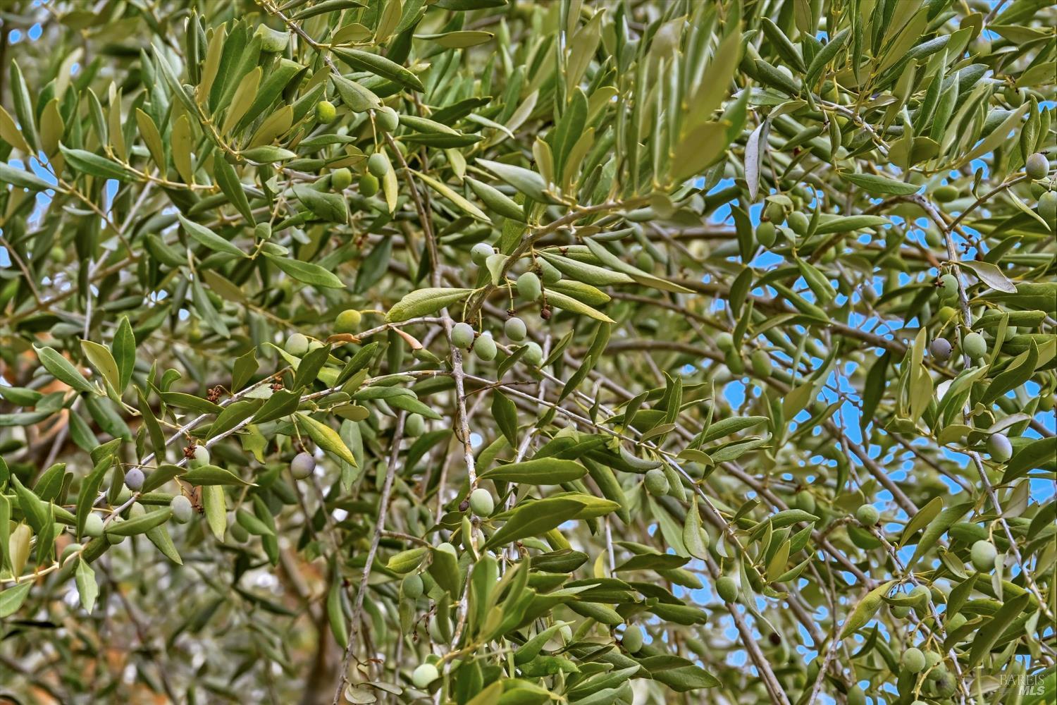 31000 Pine Mountain Rd