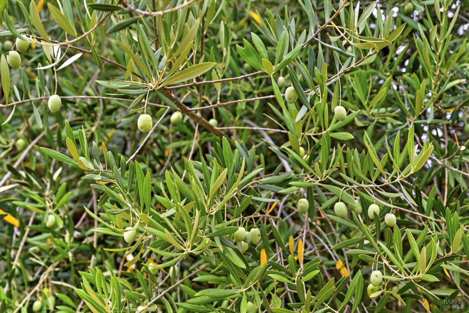 31000 Pine Mountain Road