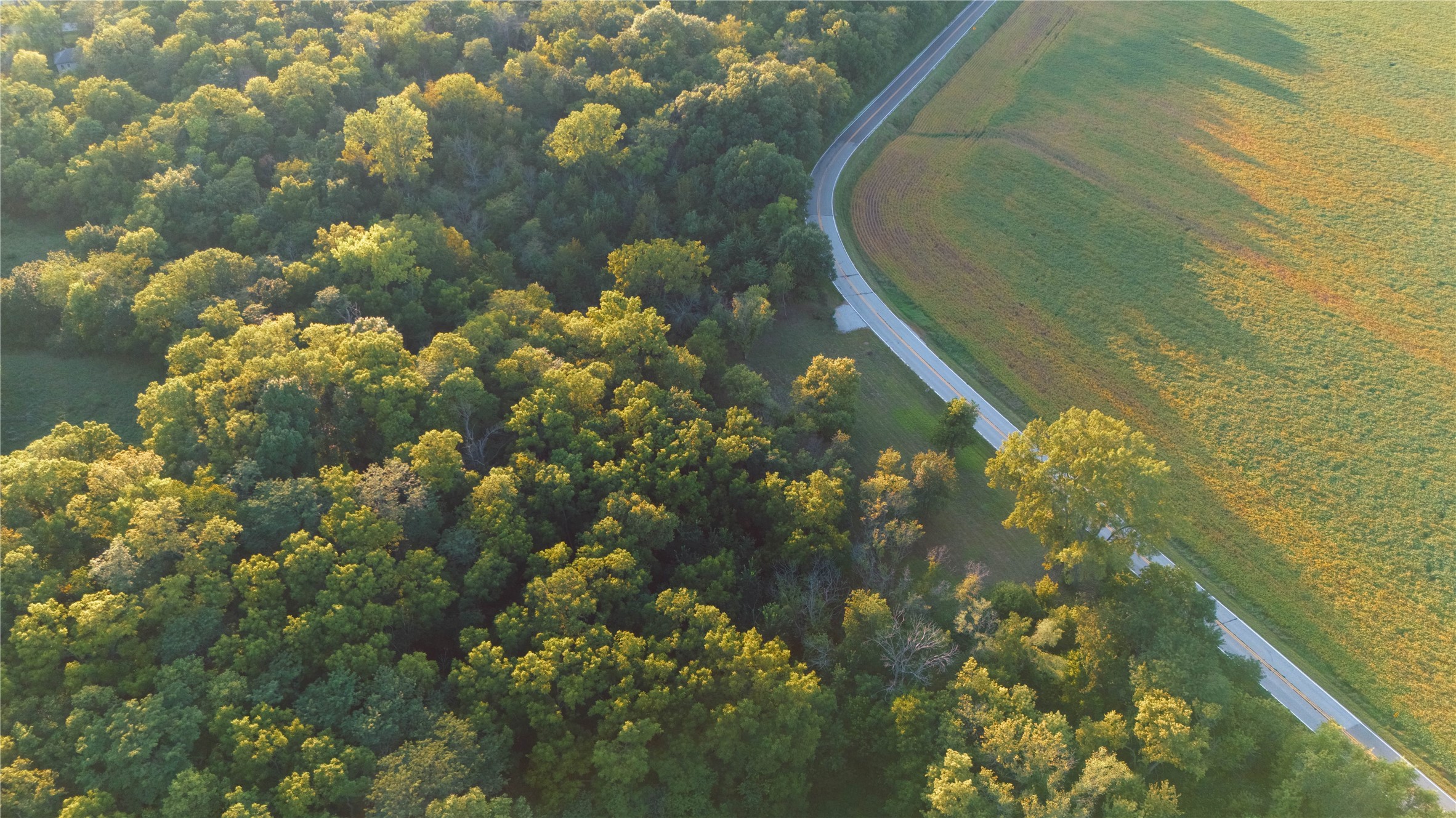 Aerial view of dense woodland beside a cultivated field and curving rural road.