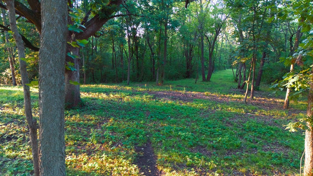 Wooded property lot with a grassy clearing and narrow path beneath mature trees.