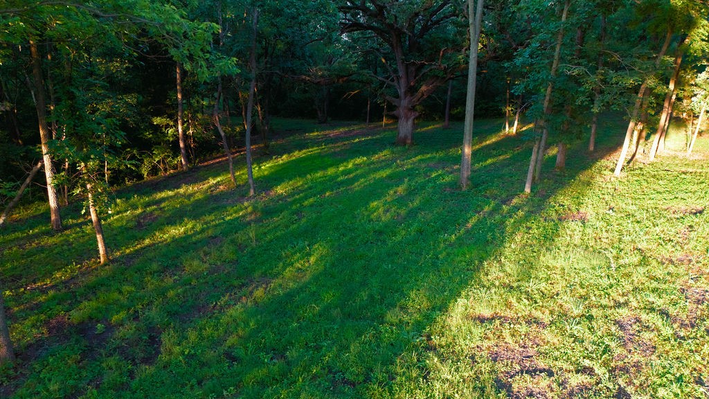Wooded grassy yard with mature trees and long bands of sunlight.