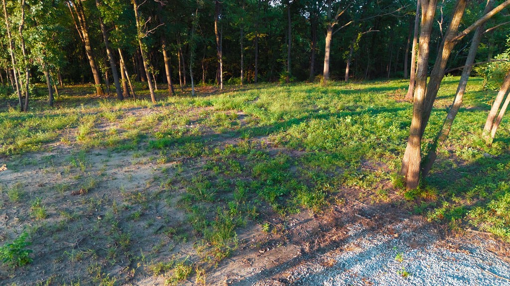 Wooded clearing with patchy grass and a gravel edge in warm evening light.