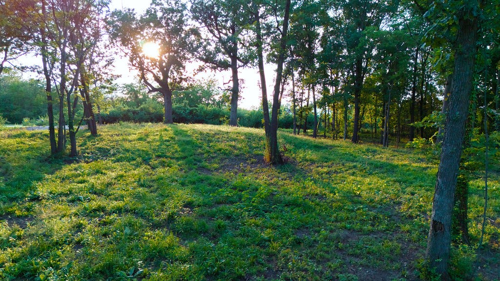 Wooded property with a grassy clearing and mature trees in golden sunlight.