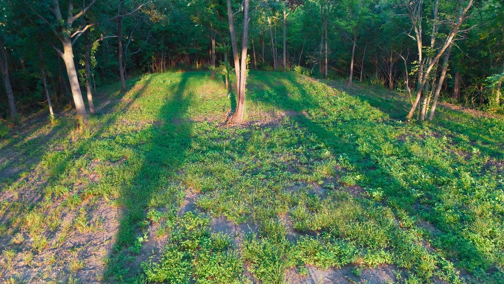 Grassy clearing bordered by mature trees, with patches of bare earth in warm sunlight.