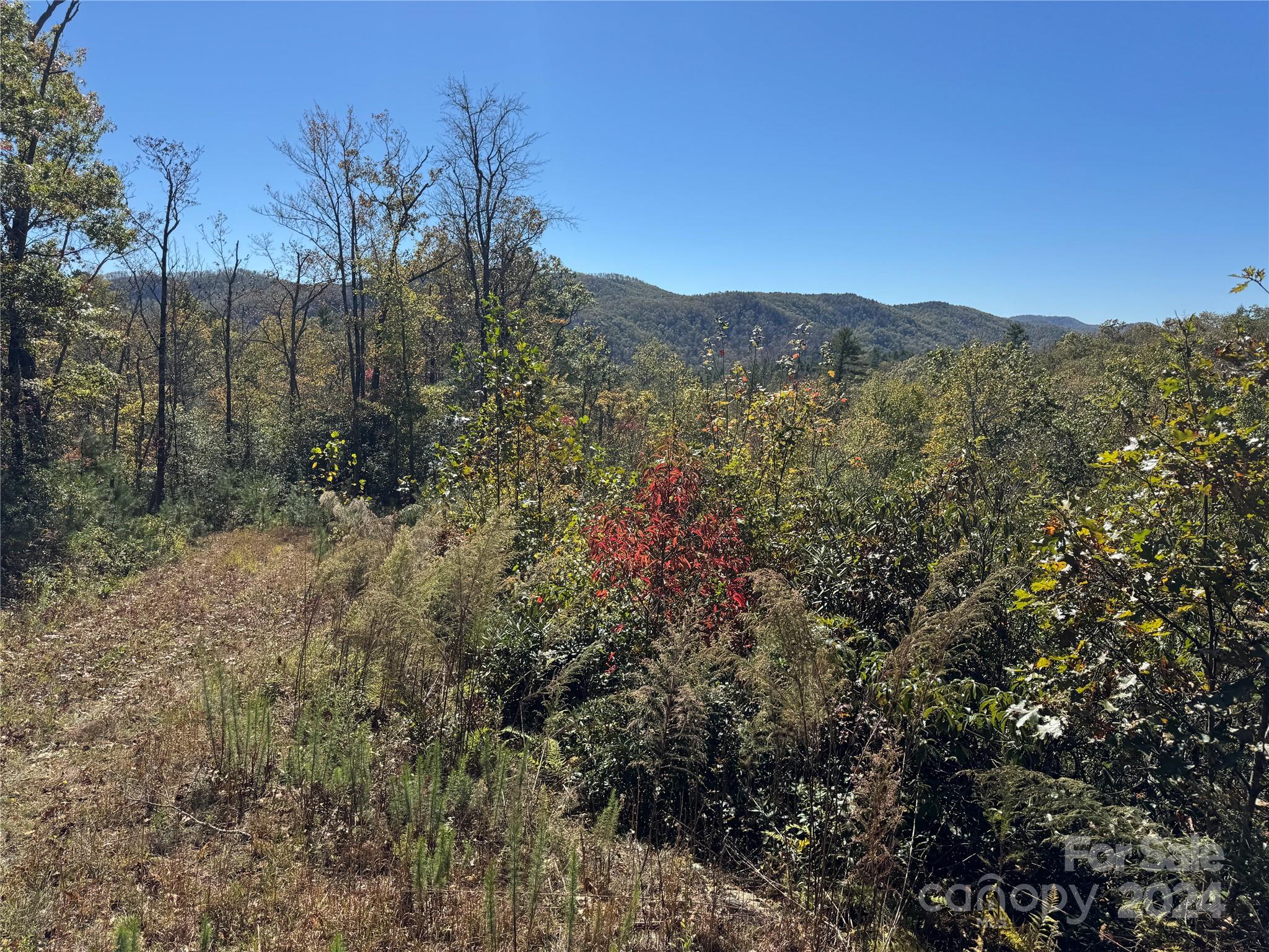 667 Laurel Thicket Lane