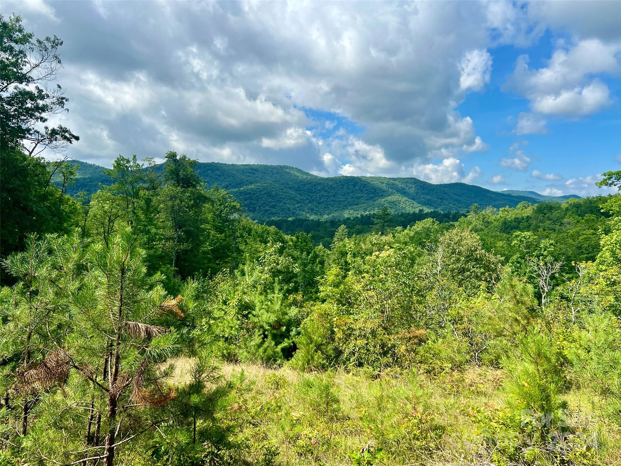 667 Laurel Thicket Lane