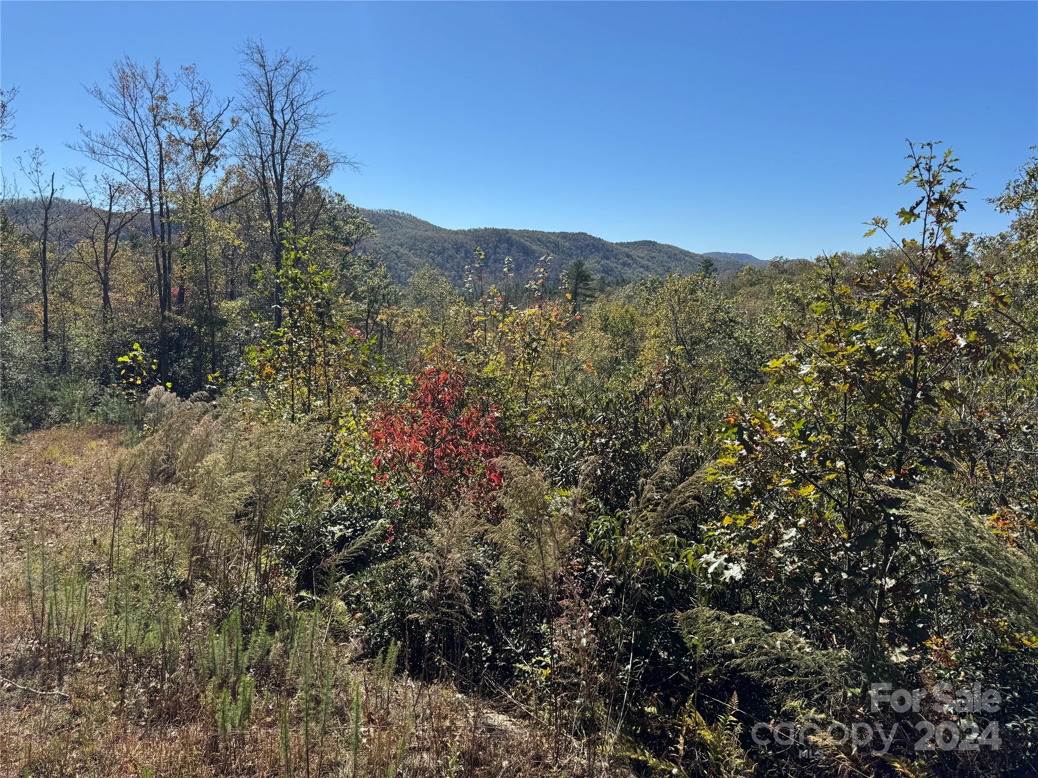 667 Laurel Thicket Lane
