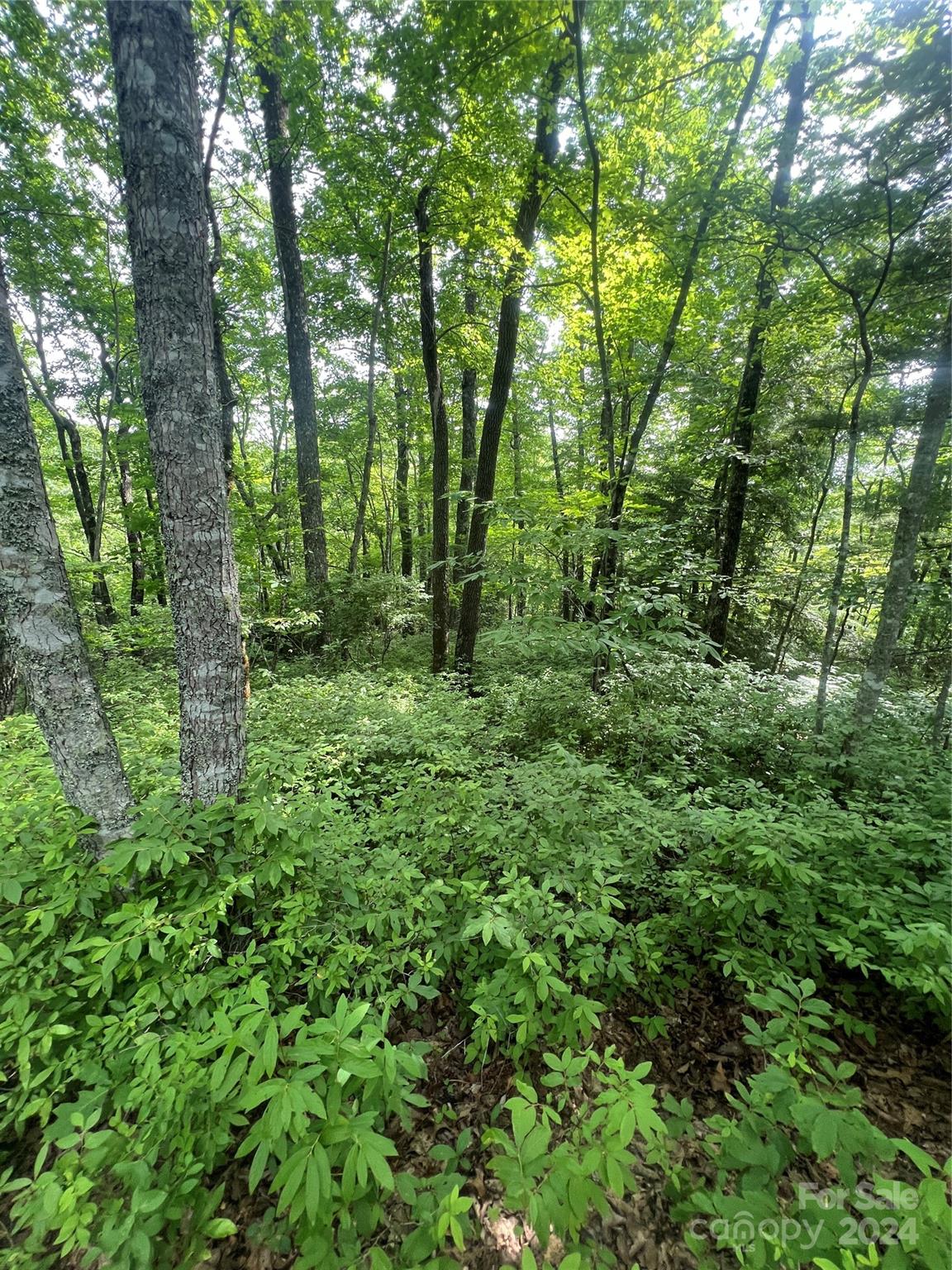 000 Laurel Thicket Lane