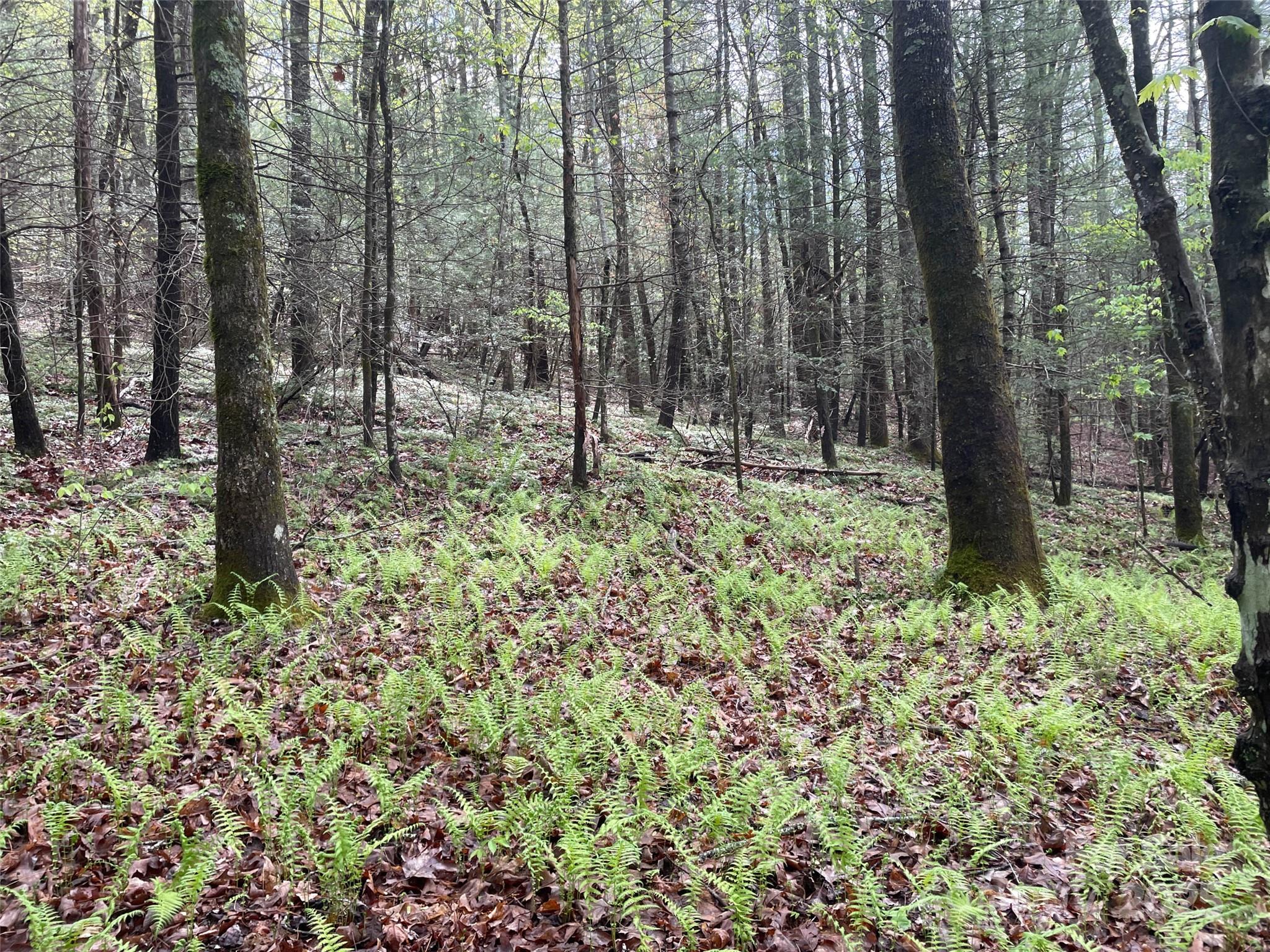 OFF Pine Mountain Drive
