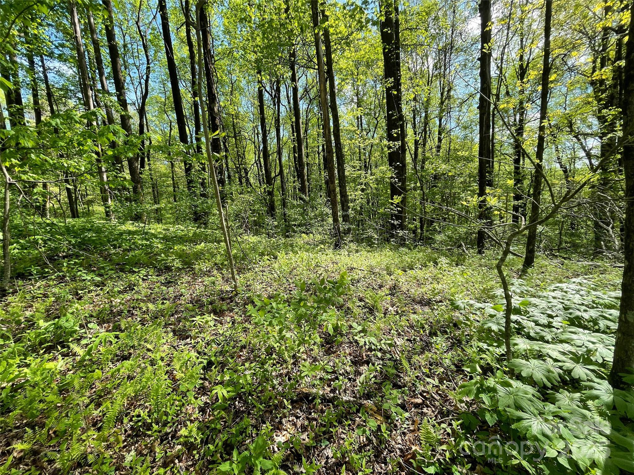 OFF Pine Mountain Drive