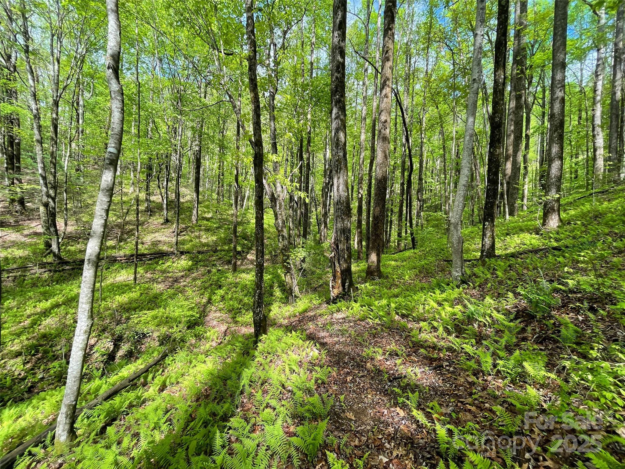 OFF Pine Mountain Drive