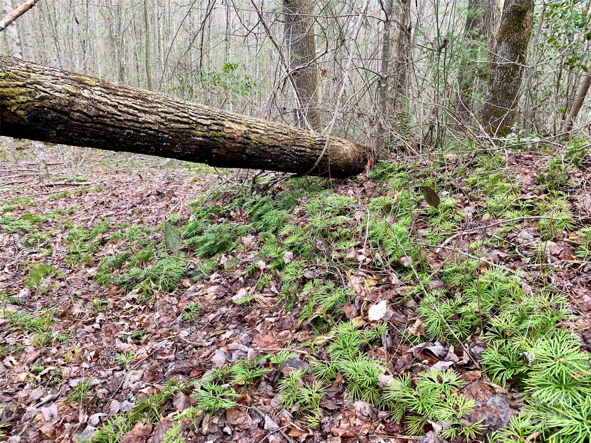 Lot 64 Peppervine Circle