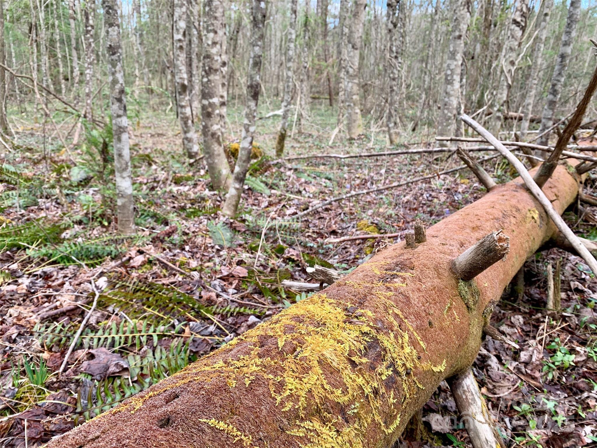 Lot 64 Peppervine Circle