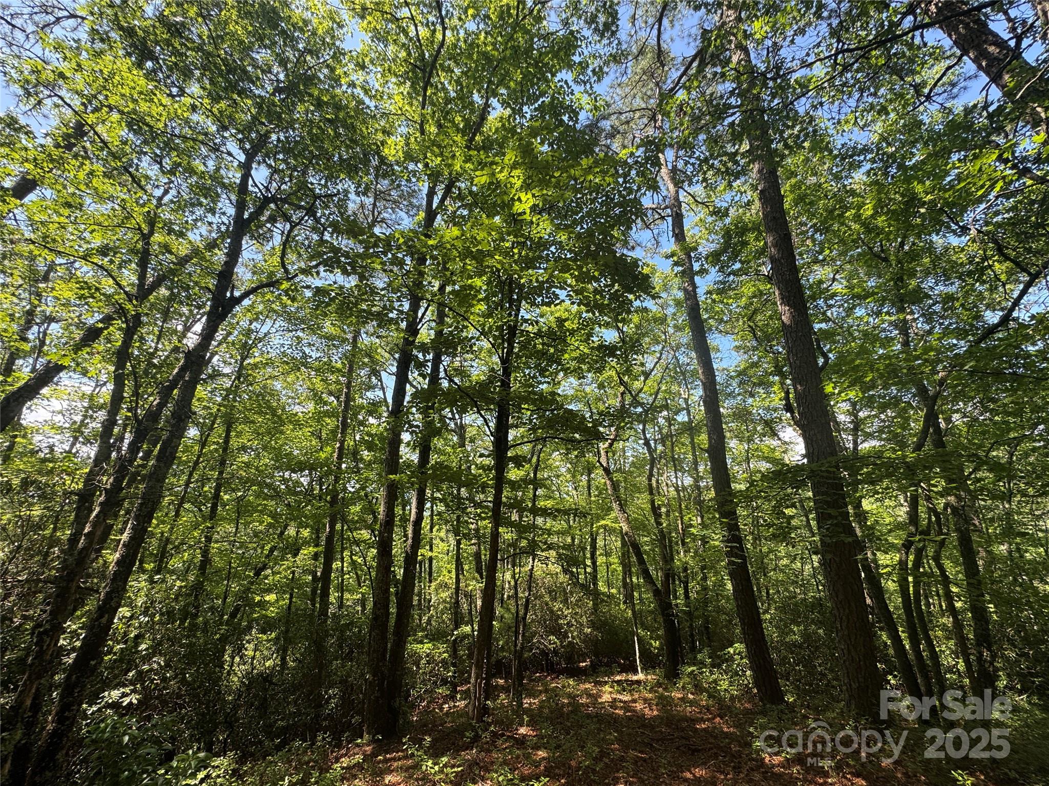 999 Ivy Lane
