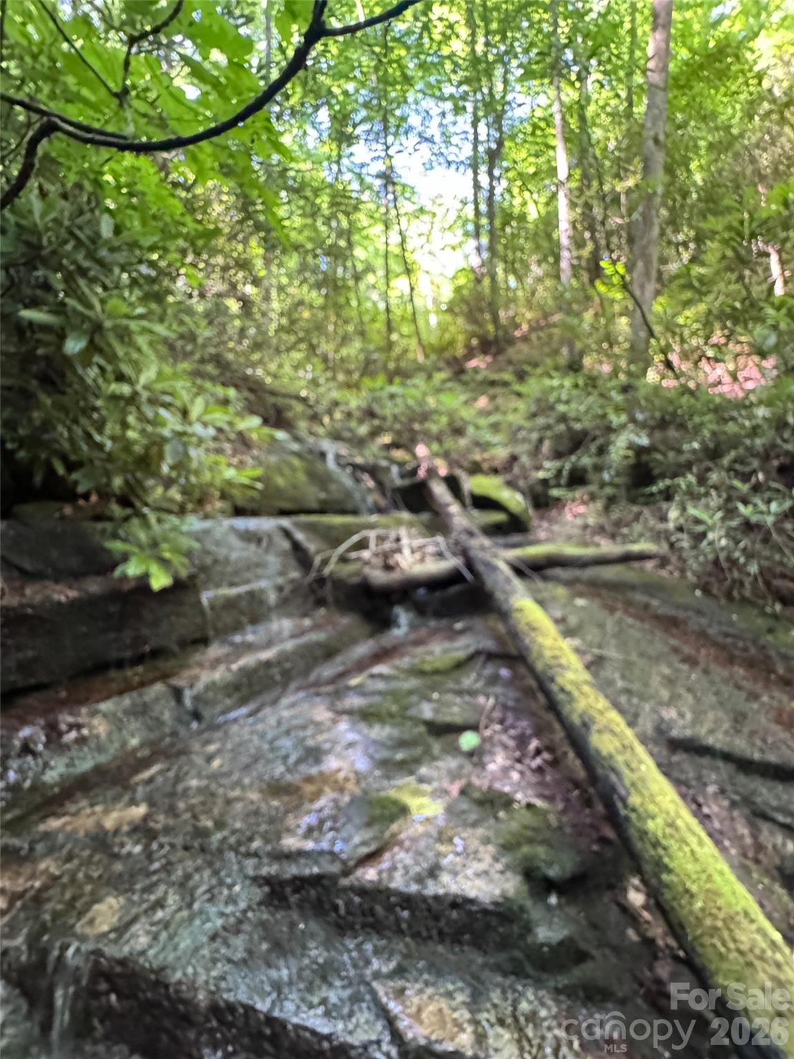 000 Chestnut Oak Lane