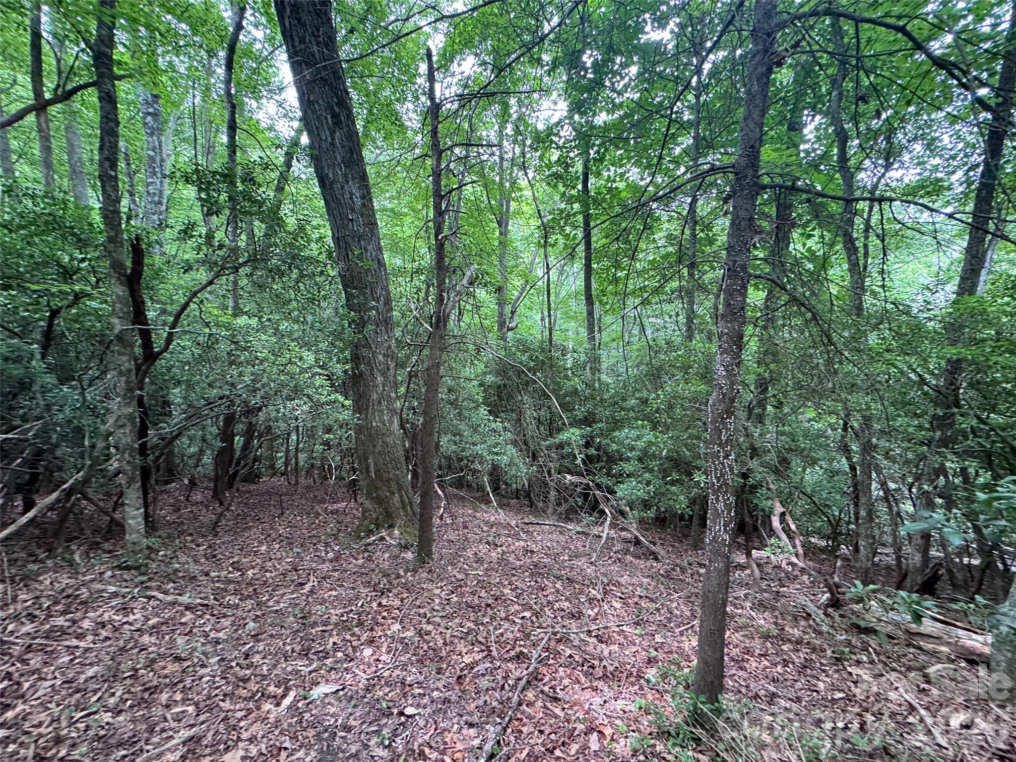 000 Chestnut Oak Lane
