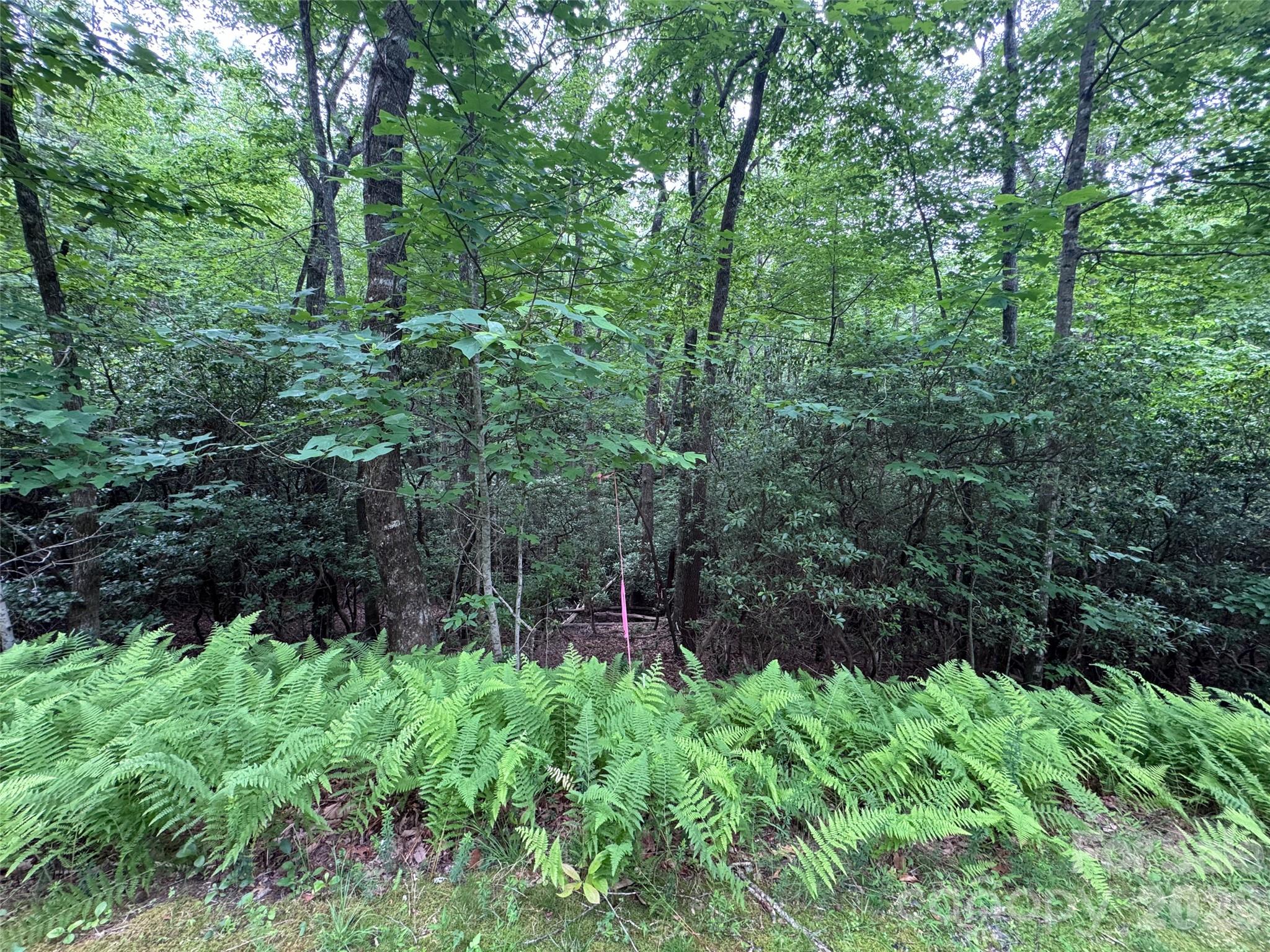 000 Chestnut Oak Lane