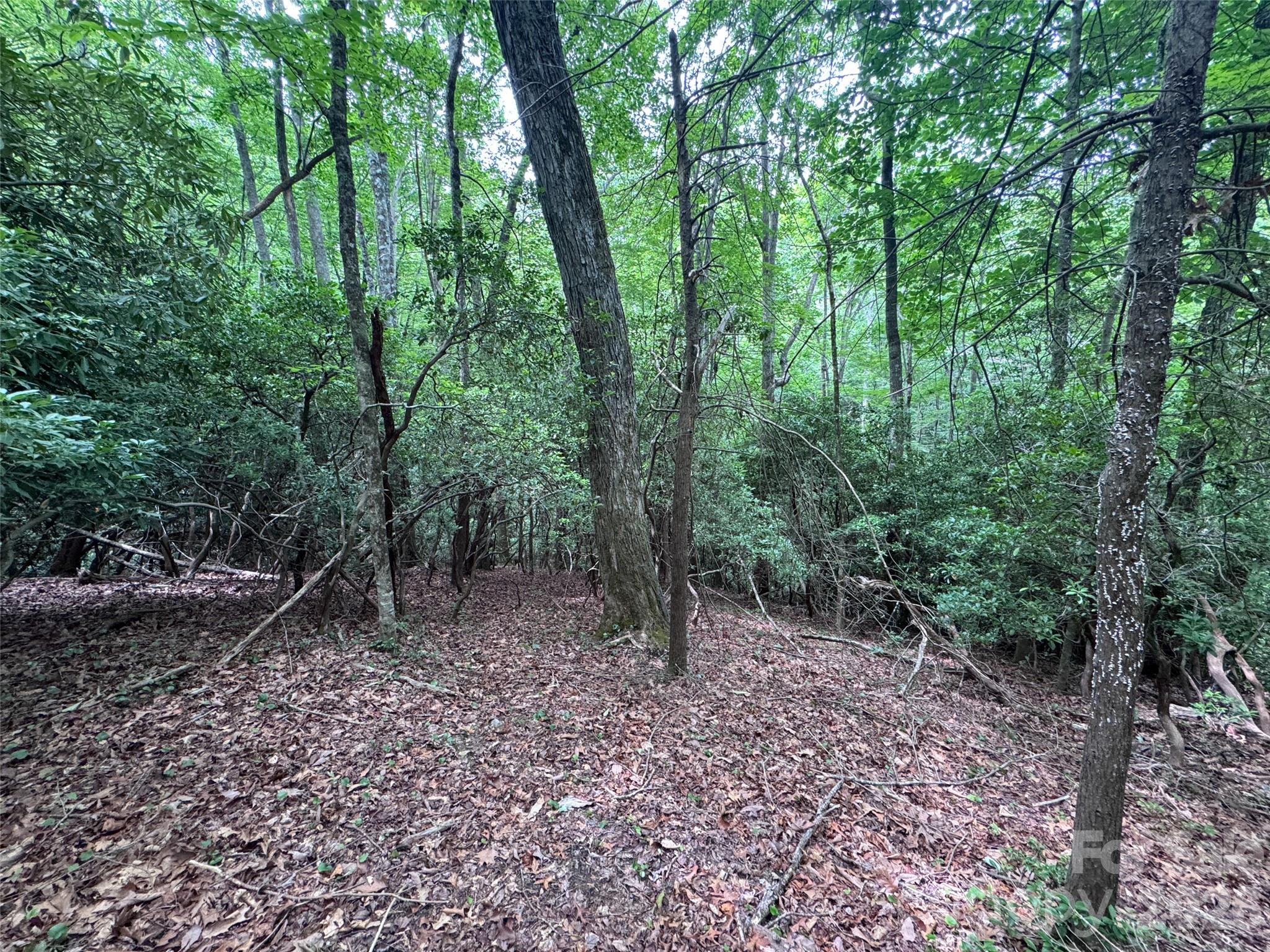 000 Chestnut Oak Lane