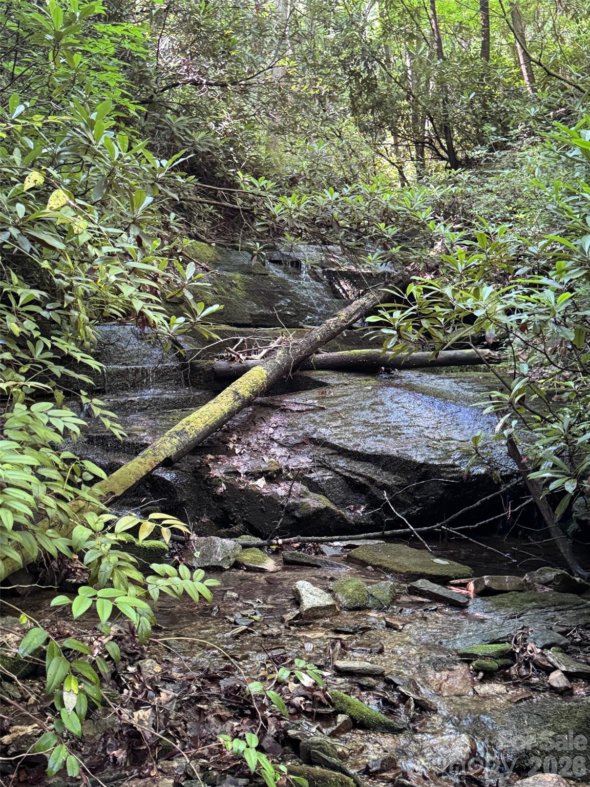 000 Chestnut Oak Lane