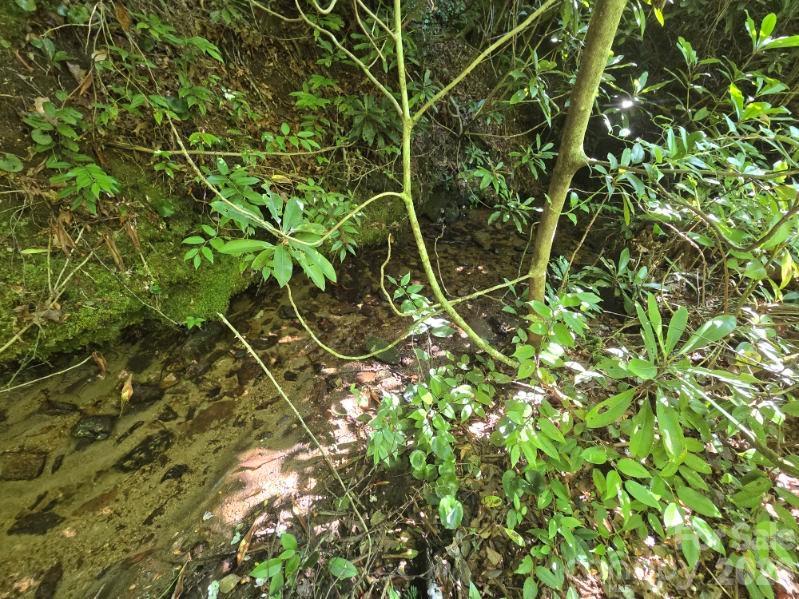 100/101 Ellicott Gap