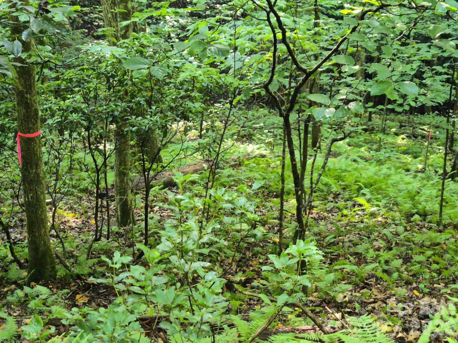 100/101 Ellicott Gap