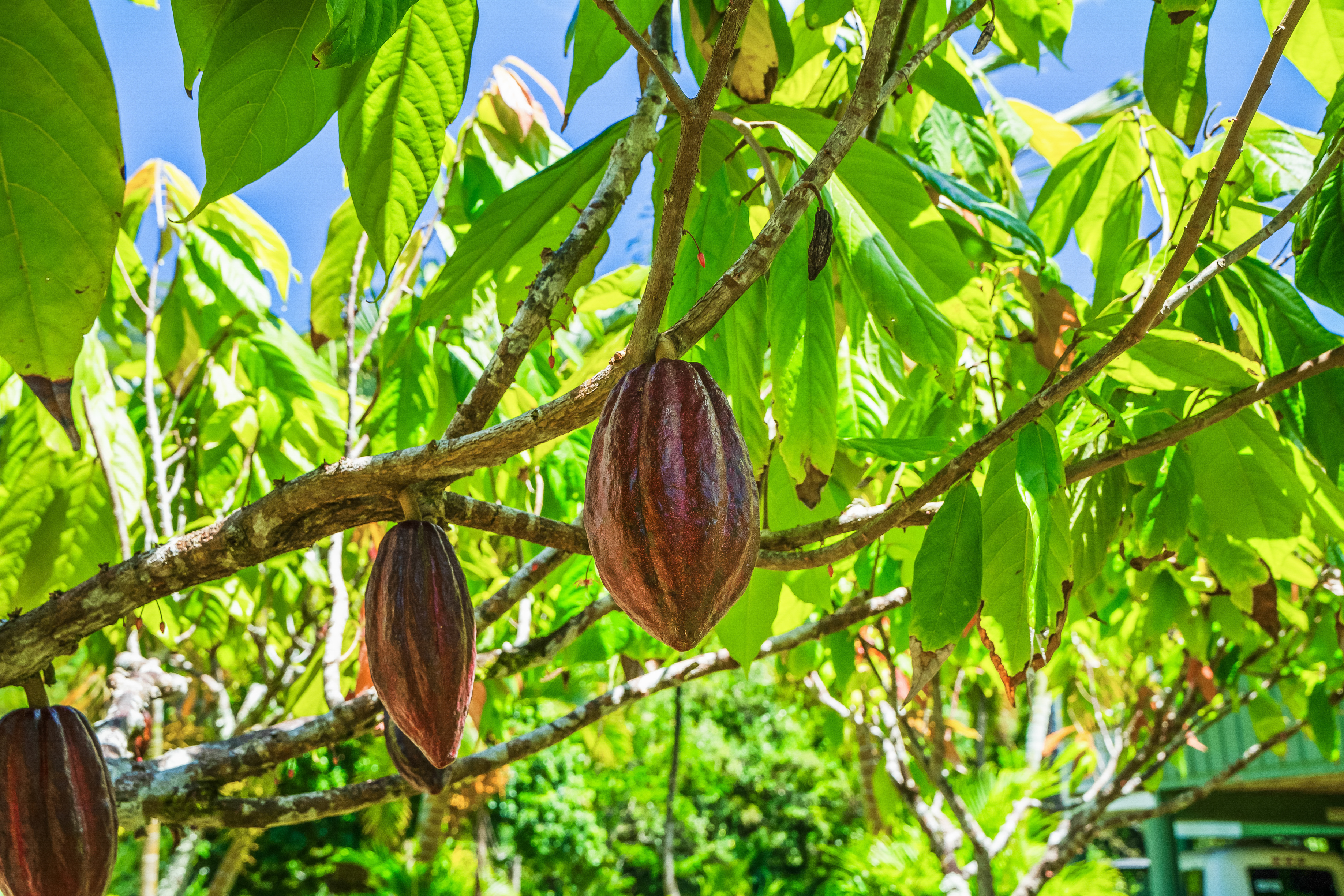 5127 WAINIHA POWER HOUSE RD