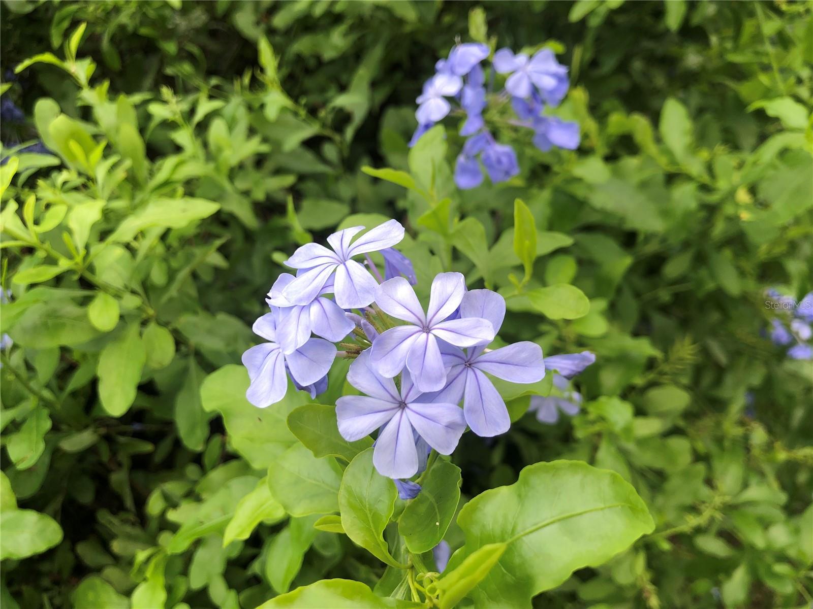 146 Seville Chase Dr