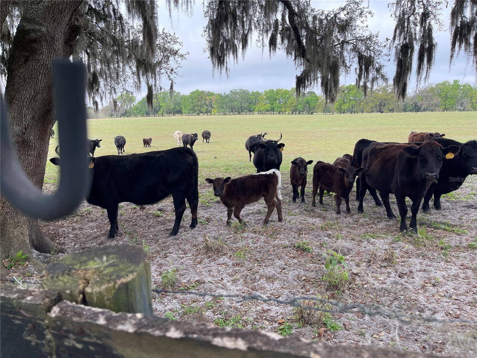 8089 SE 174TH BELHAVEN LOOP