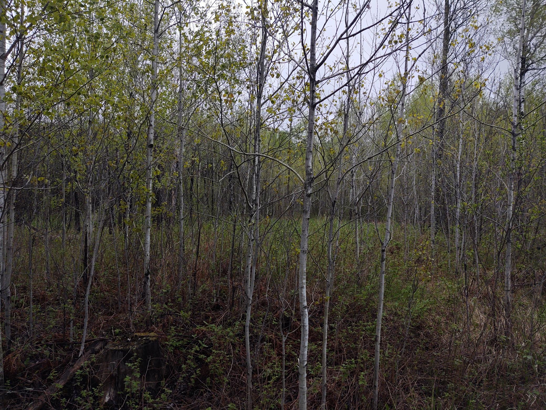 TBD Vermilion Trail