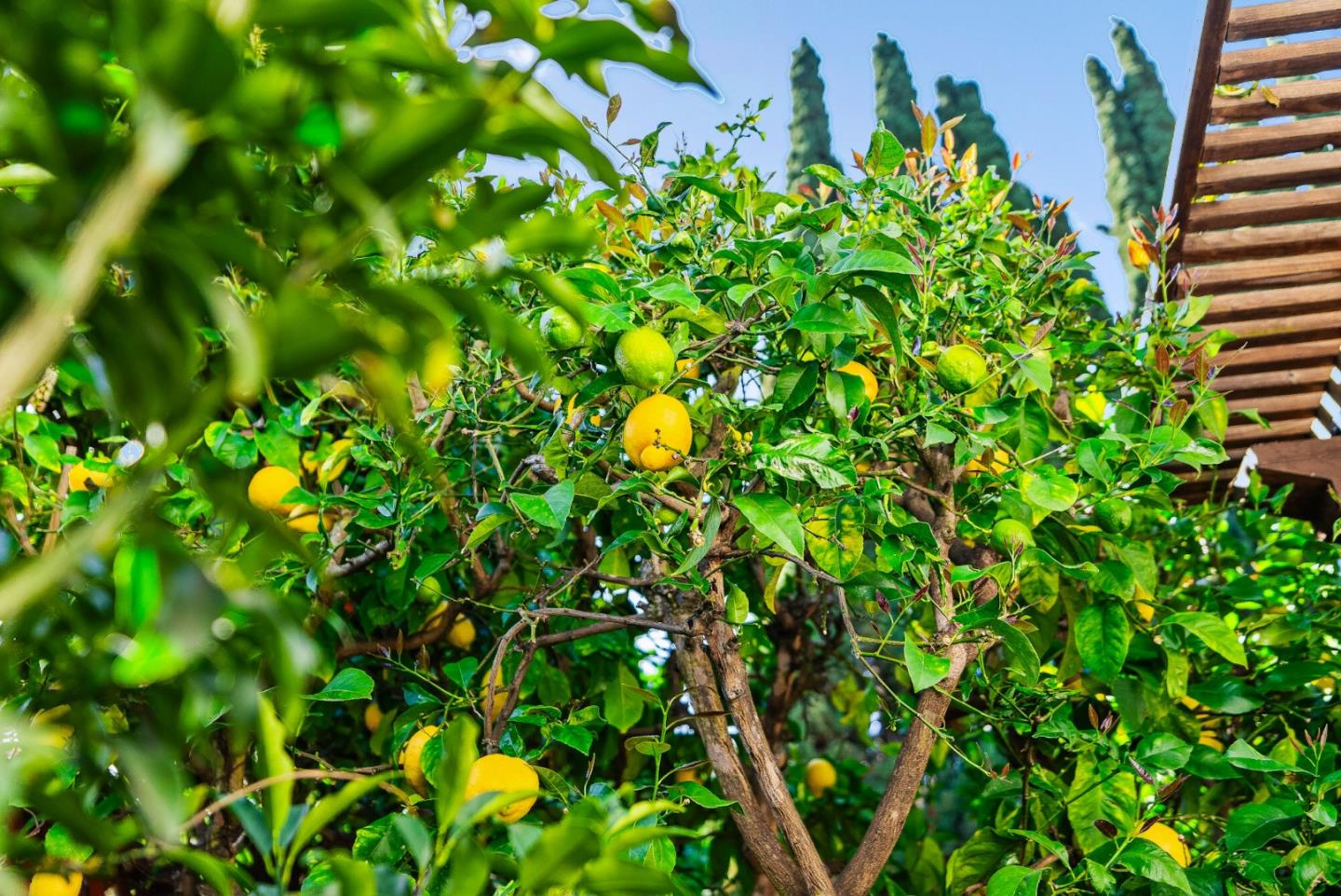 344 West Oakwood Boulevard