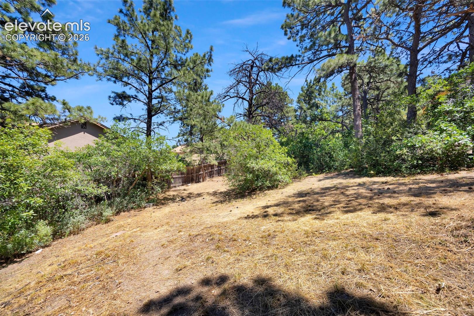 Sloped, dry backyard with pine trees, shrubs, and a neighboring home beyond the fence.