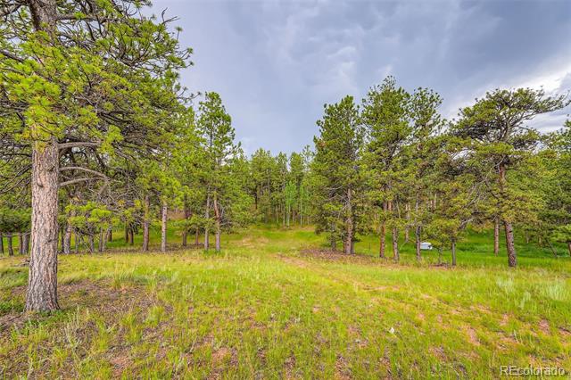 Wooded property lot with a grassy clearing among pine trees.