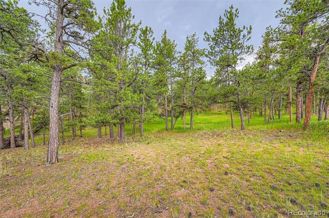 Wooded lot with scattered pine trees and a grassy clearing.