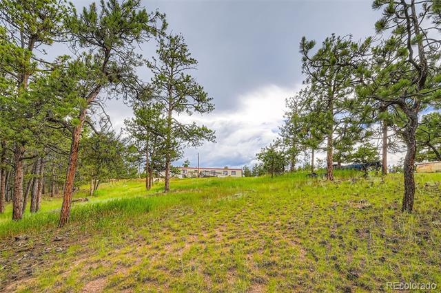Wooded grassy lot with scattered pine trees and a distant building.
