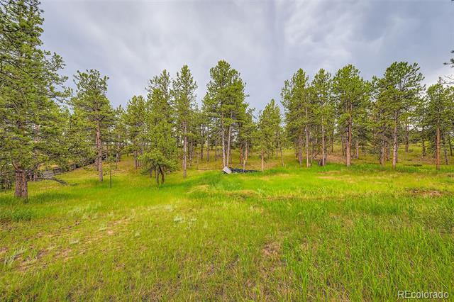 Grassy meadow among pine trees at 272 Calle Del Sol.