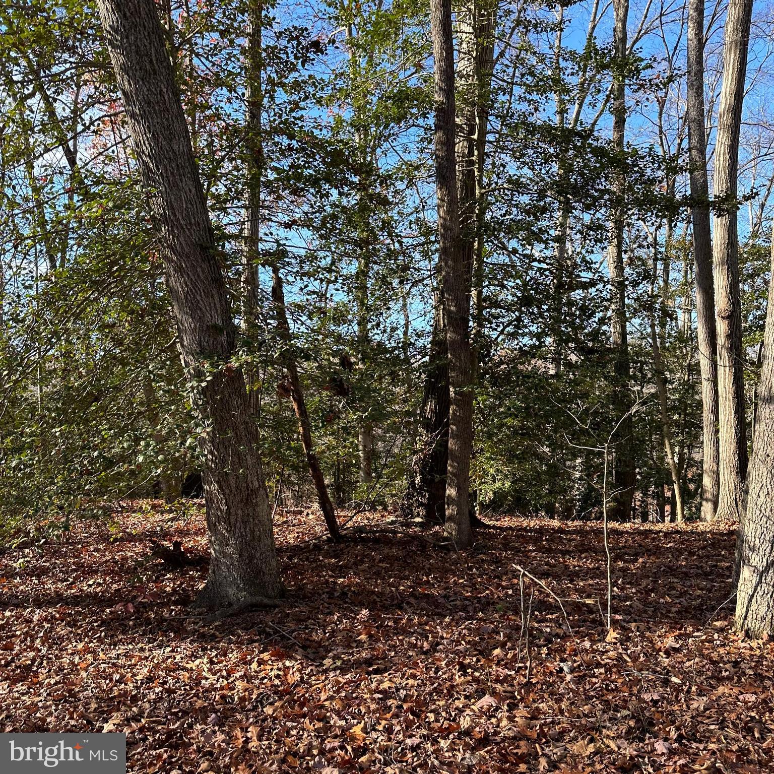 Machodoc Creek/Rt218