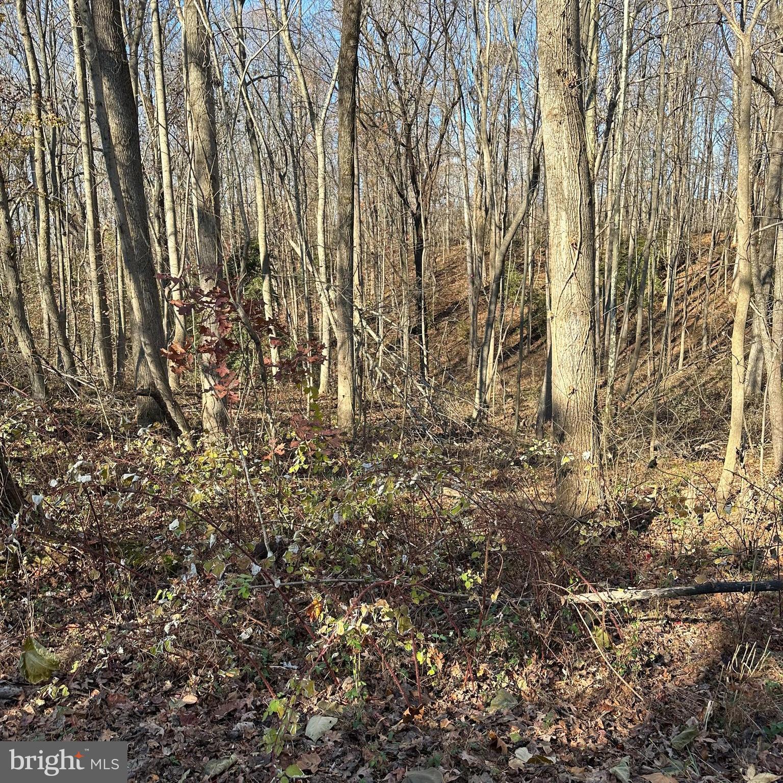 Machodoc Creek/Rt218