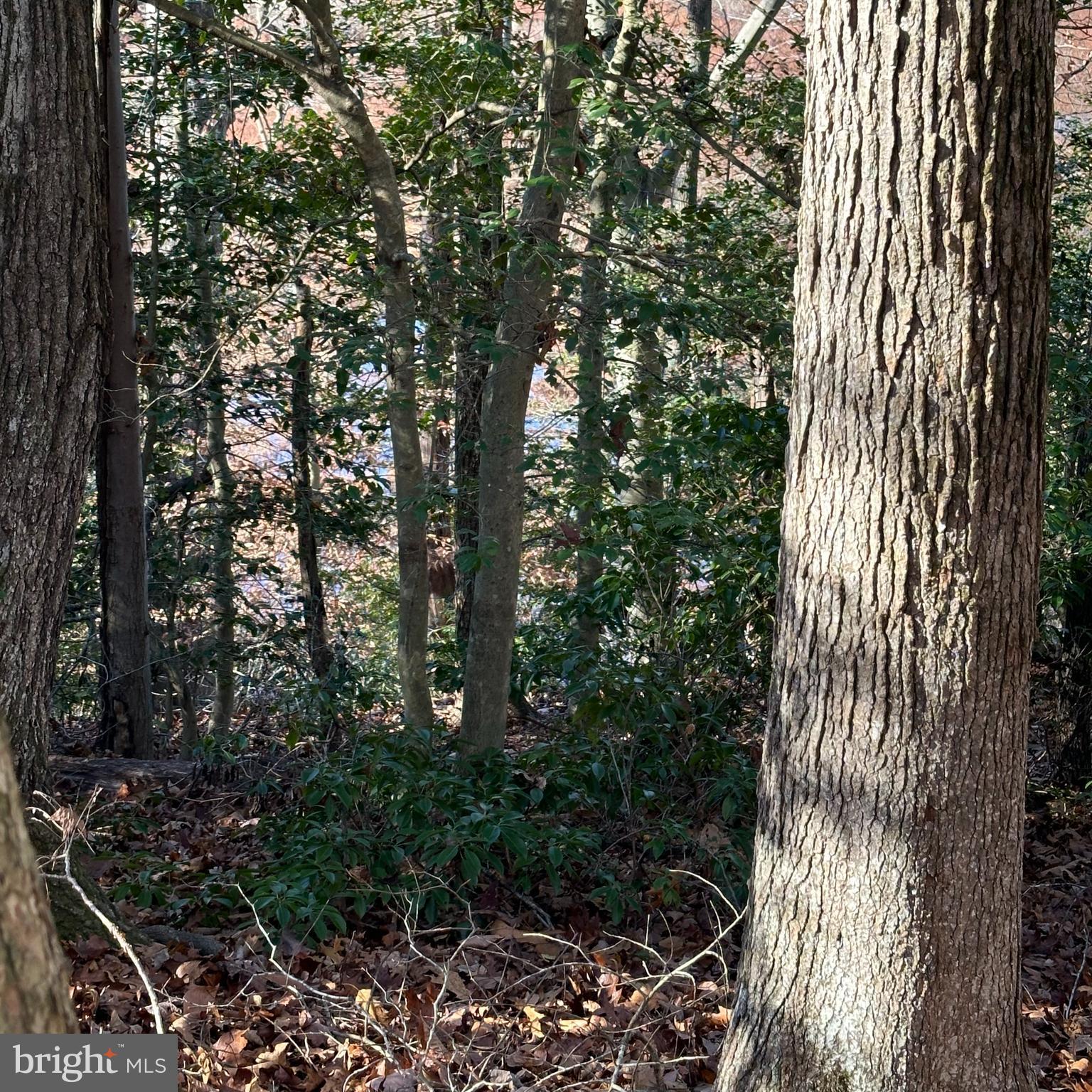 Machodoc Creek/Rt218